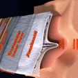 16.jpg Brain with meninges scalp detailed labelled 3D