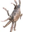 5.jpg KREBS KREBS AMPHIBISCHE TADPOLE TIER ANATOMIE 3D MODELL Maniküre Krabbe Cleistostoma Dilatatum RAPTOR