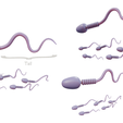 Spem_Render_1.png Sperm Cell Anatomy
