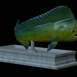 mahi-mahi-mouth-statue-10.png fish mahi mahi / common dolphin fish open mouth statue detailed texture for 3d printing