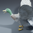 0006.png Photorealistic duck - posable/rigged [stl file included ]