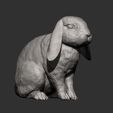 rabbit-ram11.jpg Rabbit ram 3D print model