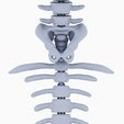 skeleton-3.png Halloween Mermaid Skeleton - Articulated - Print in place