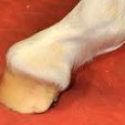 indexclubFoot.jpg Foal Remedial Club Foot Shoe