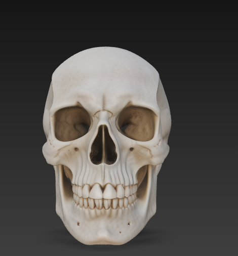 skull