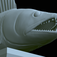 zander-statue-4-open-mouth-1-50.png fish zander / pikeperch / Sander lucioperca  open mouth statue detailed texture for 3d printing