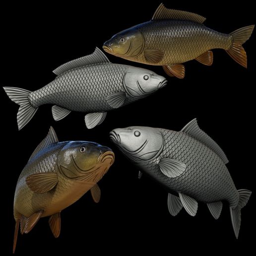 fish common carp in motion 4 (CYPRINUS CARPIO) real size close mouth fish model for 3D printing