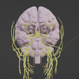 CRANIAL-NERVES-10.png 3D Cranial nerves & Facial Skull Model