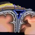 3.jpg Brain with meninges scalp detailed labelled 3D