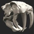 13.jpg Smilodon Skull