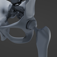 h4.png Hip Replacement model