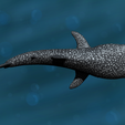 3.png Whale Shark
