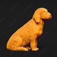 911-Basset_Fauve_de_Bretagne_Pose_06.jpg Basset Fauve de Bretagne Dog 3D Print Model Pose 06