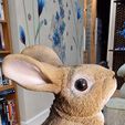 20230630_213313.jpg Lapin
