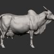 indian-cow10.jpg Indian cow 3D print model