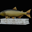 golden-dorado-statue-box-1-16.png fish golden dorado / Salminus brasiliensis with storage space / for 3d printing