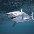 Underwater_Shark_2.jpeg Great White Shark 3D model