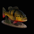 Peacock-Bass-statue-1-3-5.png FISH in motion Peacock bass (Cichla ocellaris) fish natural base detailed texture for 3d printing