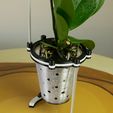 Gross-Orchdee-5.jpg Hydro potted orchid / Hydro pot orchid