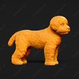 1943-Bichon_Frise_Pose_03.jpg Bichon Frise Dog 3D Print Model Pose 03