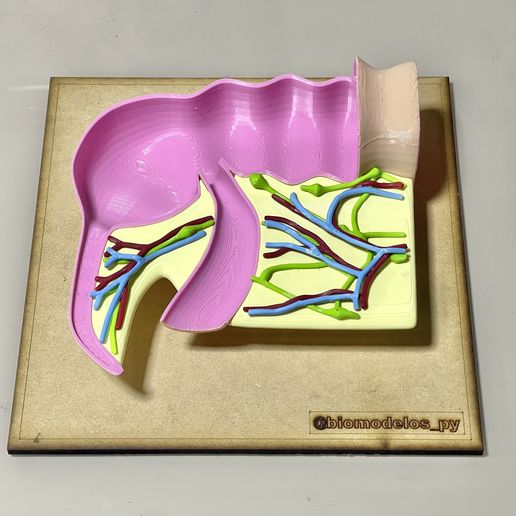 appendix-anatomy2.jpeg Cecal appendix anatomy