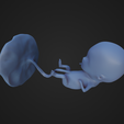 Week-12_Fetus_3.png 12 Week Fetus