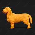 1018-Basset_Griffon_Vendeen_Petit_Pose_02.jpg Basset Griffon Vendeen Petit Dog 3D Print Model Pose 02