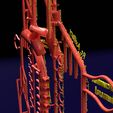 PS0081.jpg Human arterial system schematic 3D