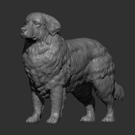 Bernese-Mountain-Dogs9.jpg Perros de montaña de Berna