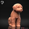 Bichon-Frise-Pose-05-Dog-3D-Print-1s.jpeg Bichon Frise Dog 3D Print Model Pose 05