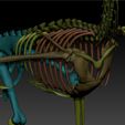 Archaeopteryx-10.jpg archaeopteryx SKELETON - FULL 3D archaeopteryx DINOSAUR BONES