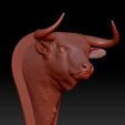 toro1.jpg Cabeça de touro