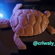 20240303_161332.jpg Articulated Sea Turtle - Flexi print in place