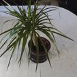 Diamond-Knurl-Plant-pot-wide-view.jpg Diamond Knurl hourglass shaped flower plant pot holder