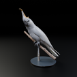 Untitled.blendCamera.007_001.pngCamera.002_001.png White Cockatoo