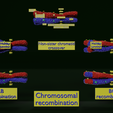 Image-0001.png Chromosome genetic recombination blender 3d