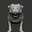 pug-for-3d-printing-3d-model-46b82bba90.jpg Pug for 3D printing