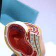 WhatsApp-Gorsel-2025-08-02-saat-12.44.06_8f4673eb.jpg Anatomy Model of Pregnancy Pelvis