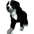 9G.jpg DOG DOG - DOWNLOAD Sheepdog 3d model - CANINE PET GUARDIAN WOLF HOUSE HOME GARDEN POLICE 3D printing DOG DOG