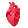 Heart-2.png Realistic Human Heart