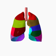 1.png Lower respiratory tract Lung 3D SEGMENTED in 19 PARTS