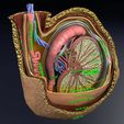 file-5.jpg testis with covering layers 3D model