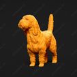 1025-Basset_Griffon_Vendeen_Petit_Pose_03.jpg Basset Griffon Vendeen Petit Dog 3D Print Model Pose 03