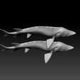 a3.jpg Fish - fish for game - unity3d - ue5-ue6 - high poly and lowpoly