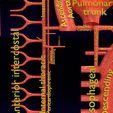 PS0030.jpg Human arterial system schematic 3D