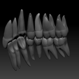 UL-lingual-oblique.png full anatomy upper and lower teeth 1