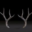 10003.jpg Deer horns