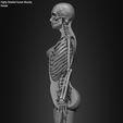 Female-Human-Skeleton-3D-Model-sculpted-by-Yacine-BRINIS-016.jpg Highly Detailed Human Skeleton (Female)