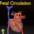 ps-0009.jpg Fetal and adult blood circulation