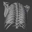 11.png 3D Model of Heart in Thorax